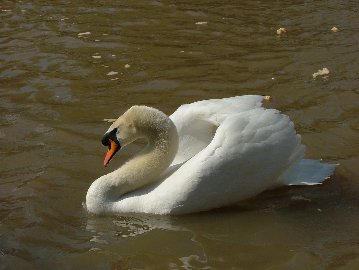 Mute Swan - ML448866511