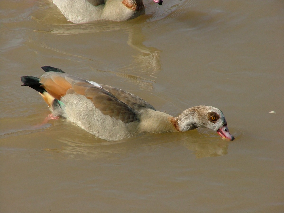 Egyptian Goose - ML448866771