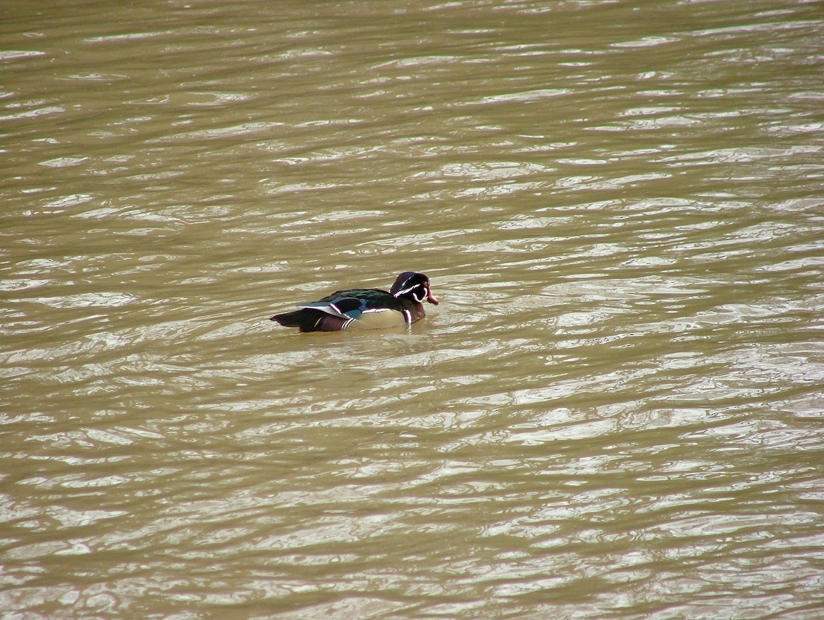 Wood Duck - ML448866891