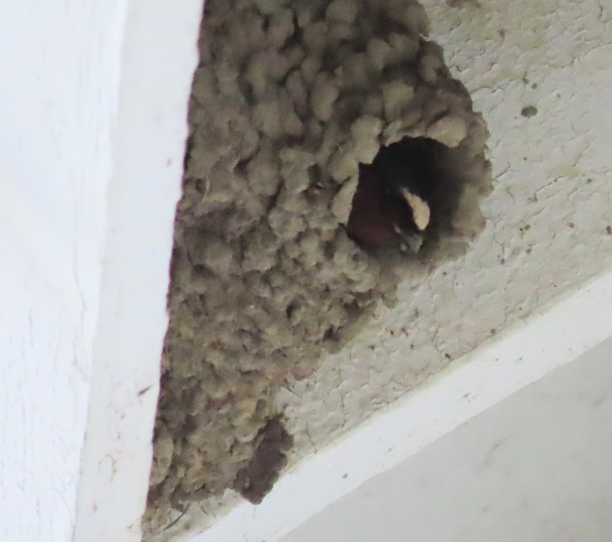 Cliff Swallow - ML448866961