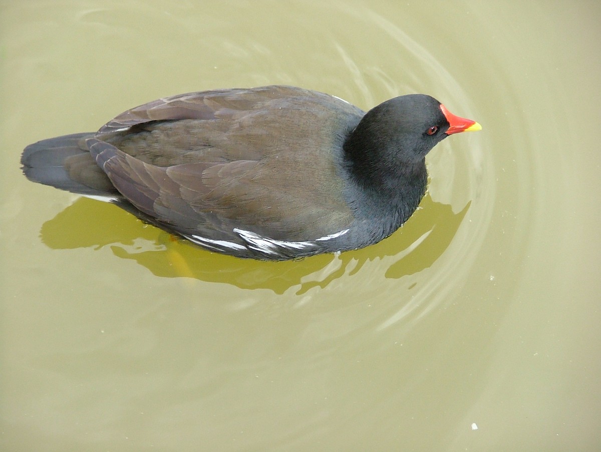 Eurasian Moorhen - ML448867051