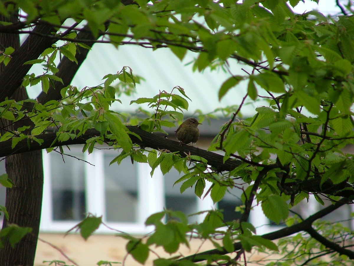 Eurasian Wren - ML448867201