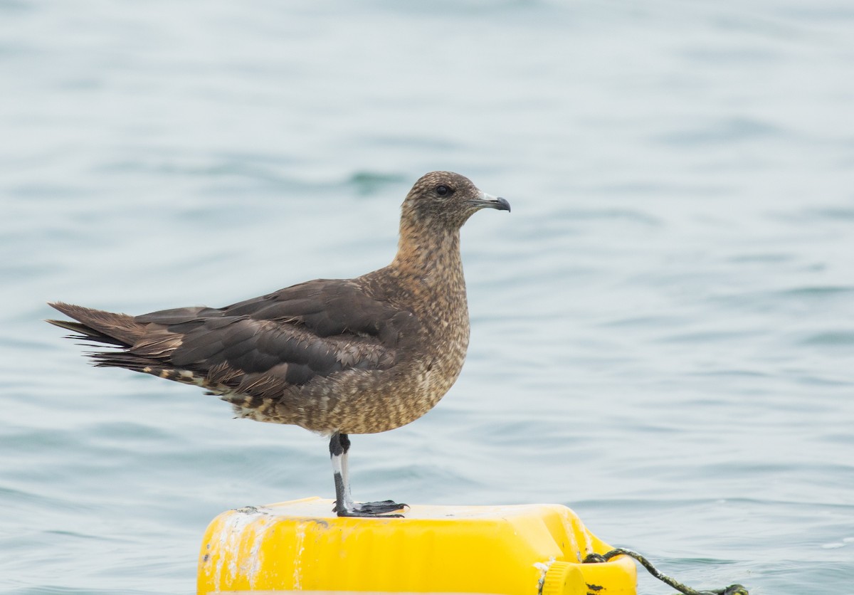 Parasitic Jaeger - ML448867821