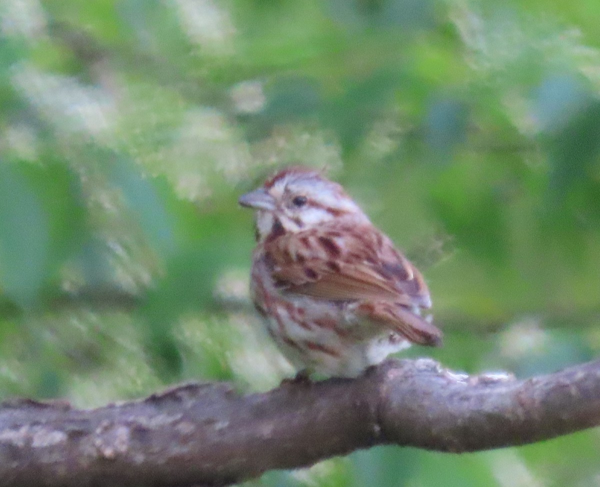 Song Sparrow - ML448867831