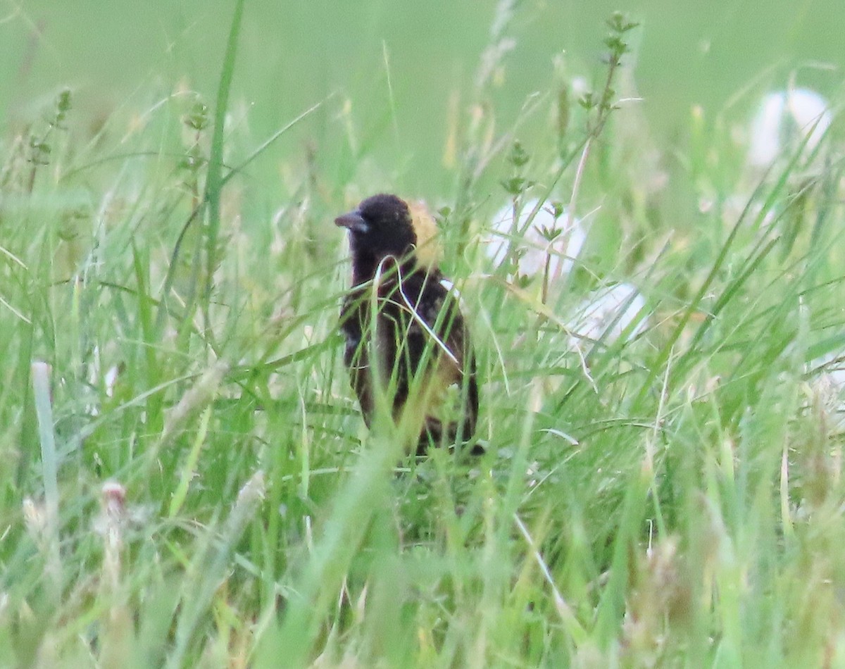 Bobolink - ML448868141