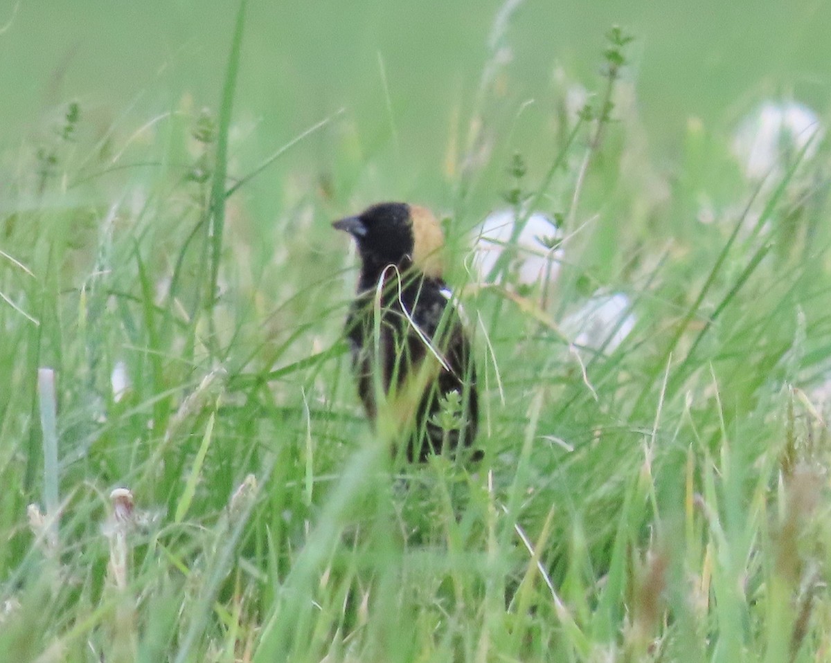 Bobolink - ML448868221