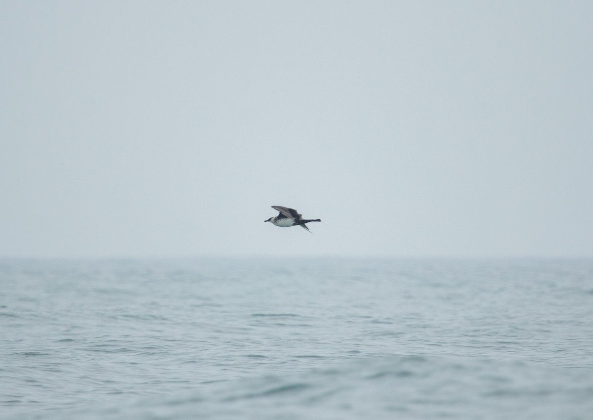 Pomarine Jaeger - Pokpong Khamprasert