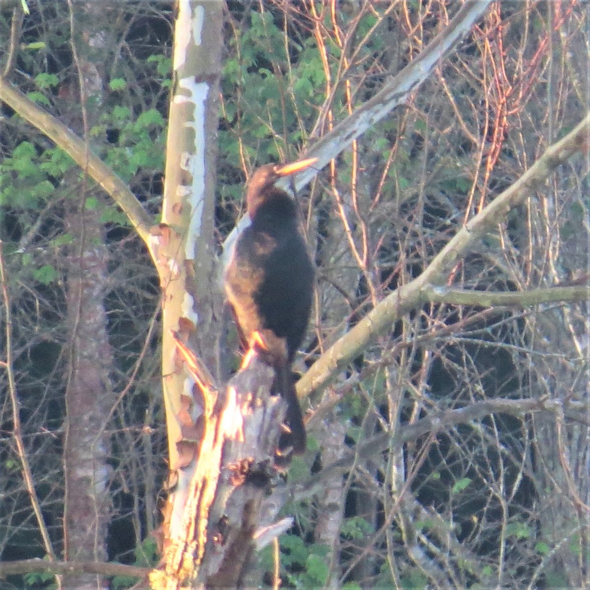 Anhinga - ML448868521