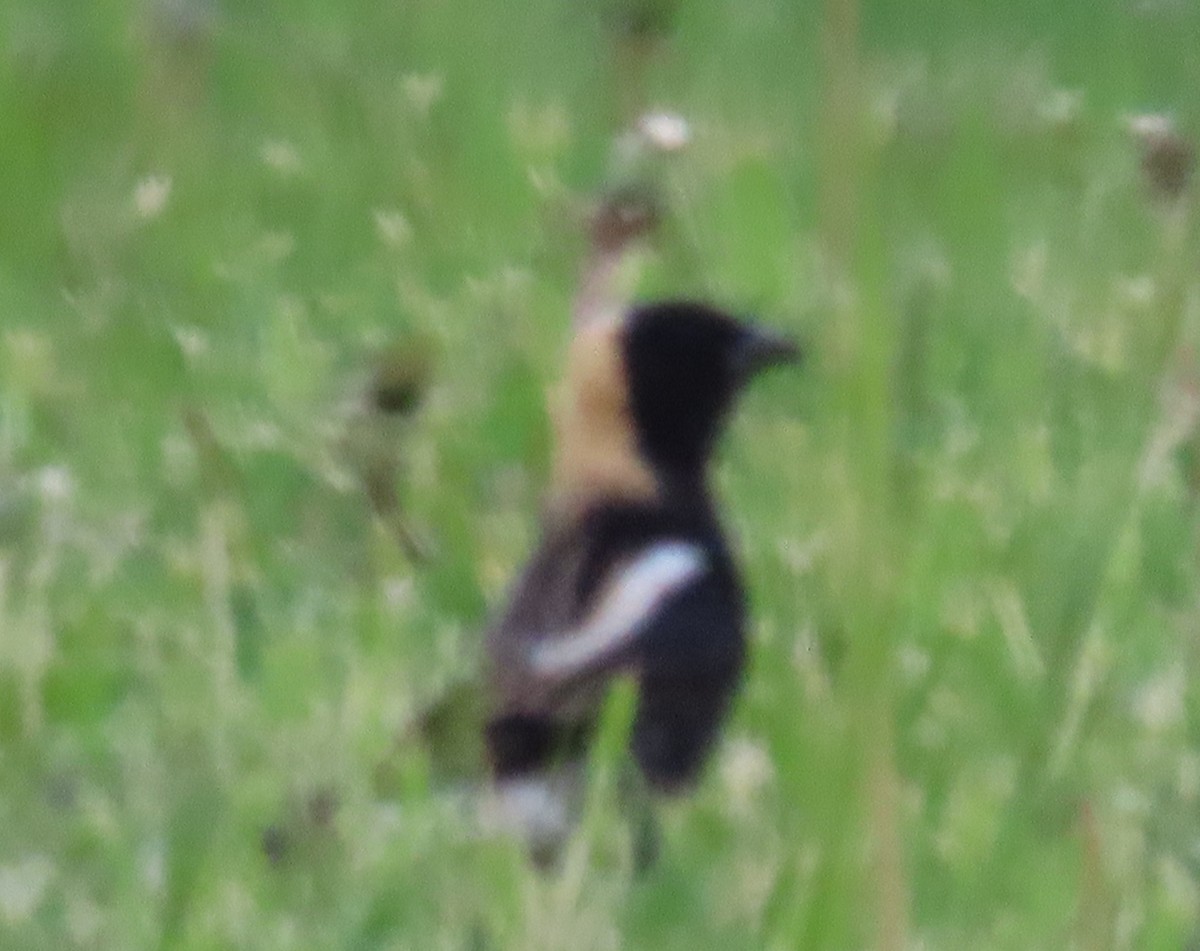 Bobolink - ML448868541
