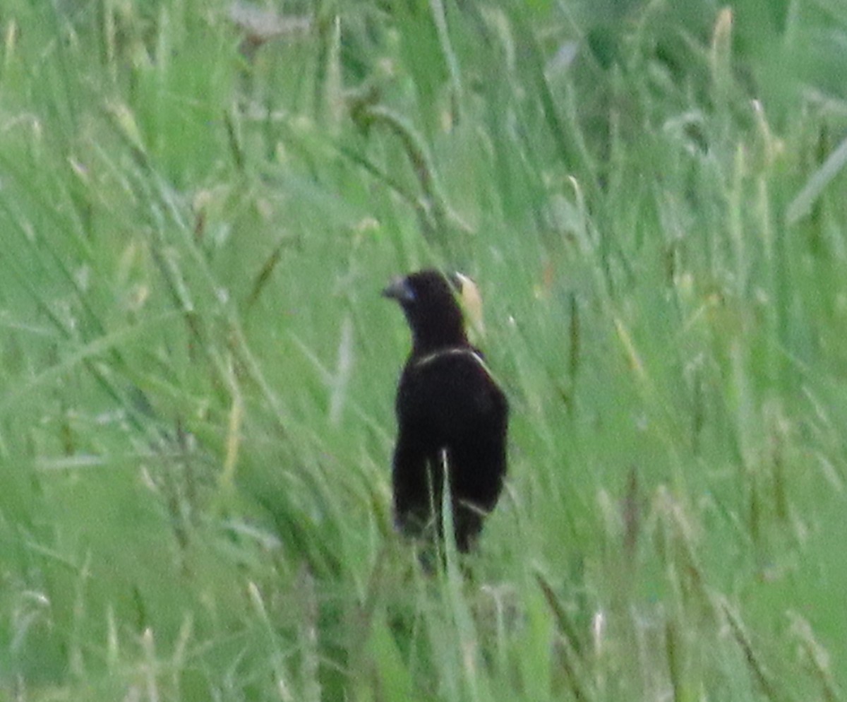Bobolink - ML448868551