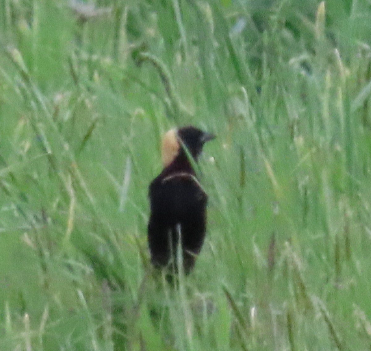 Bobolink - ML448868571
