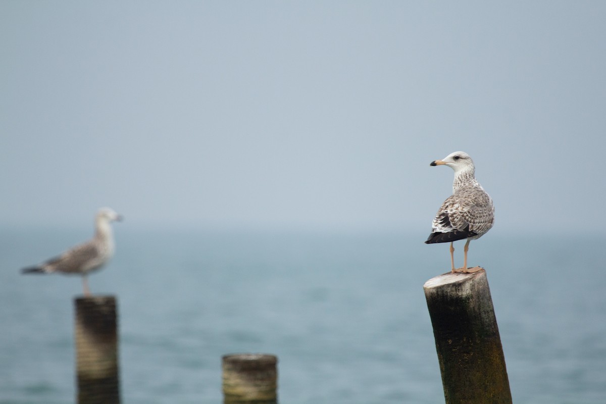 Lesser Black-backed Gull - ML448869041