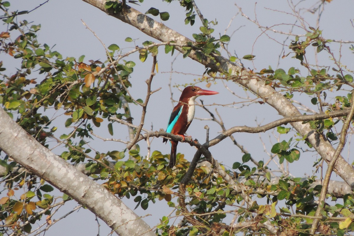 White-throated Kingfisher - ML44886911