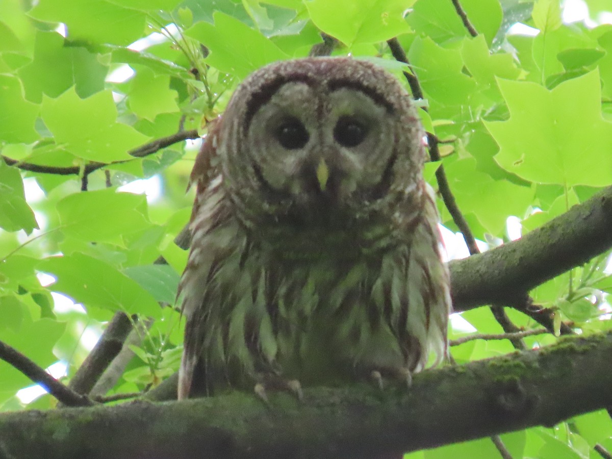Barred Owl - Howard West