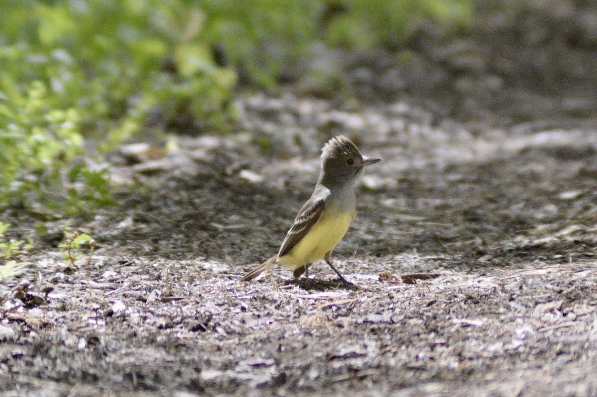Great Crested Flycatcher - ML448870871