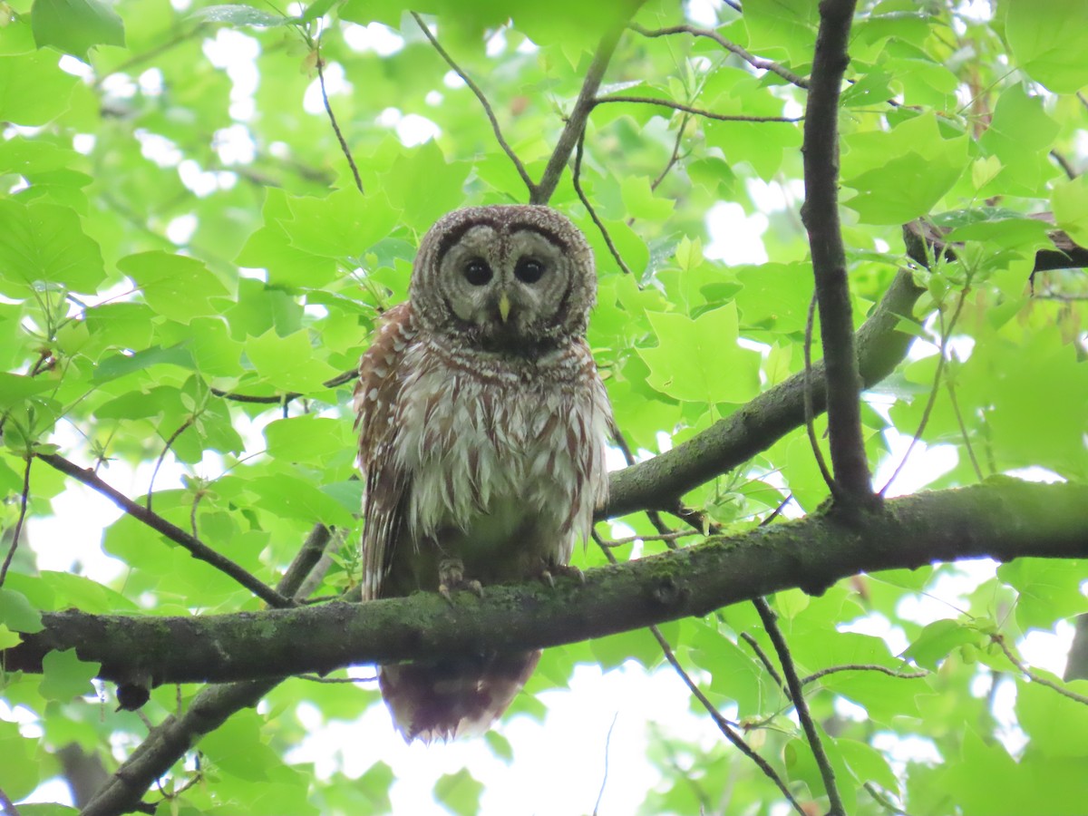 Barred Owl - Howard West