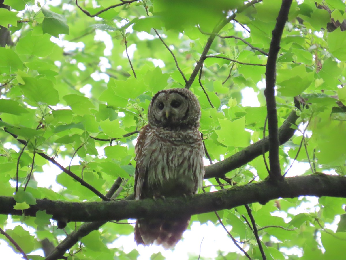 Barred Owl - ML448871001