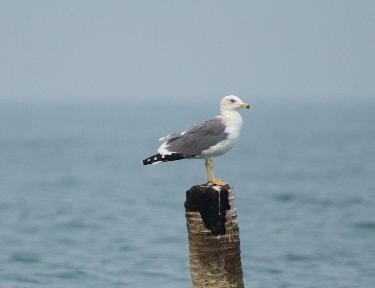 Lesser Black-backed Gull - ML448871851