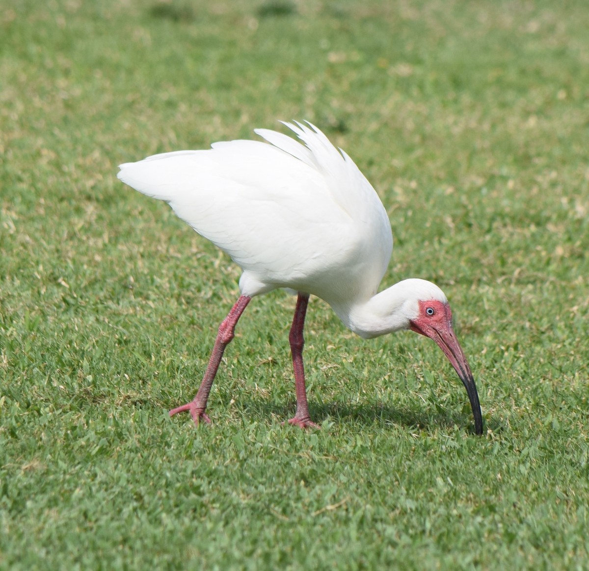 ibis bílý - ML448872281