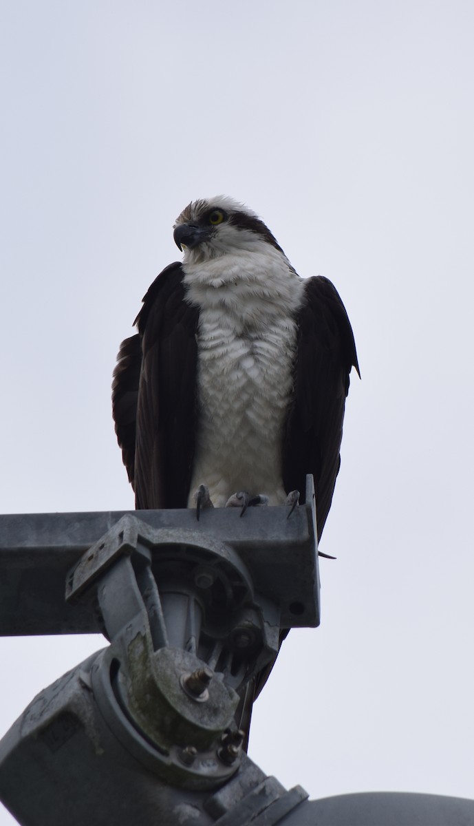 Osprey - ML448872621