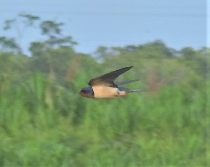 Barn Swallow - ML448873191