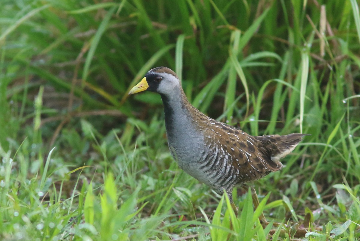 Polluela Sora - ML448873351