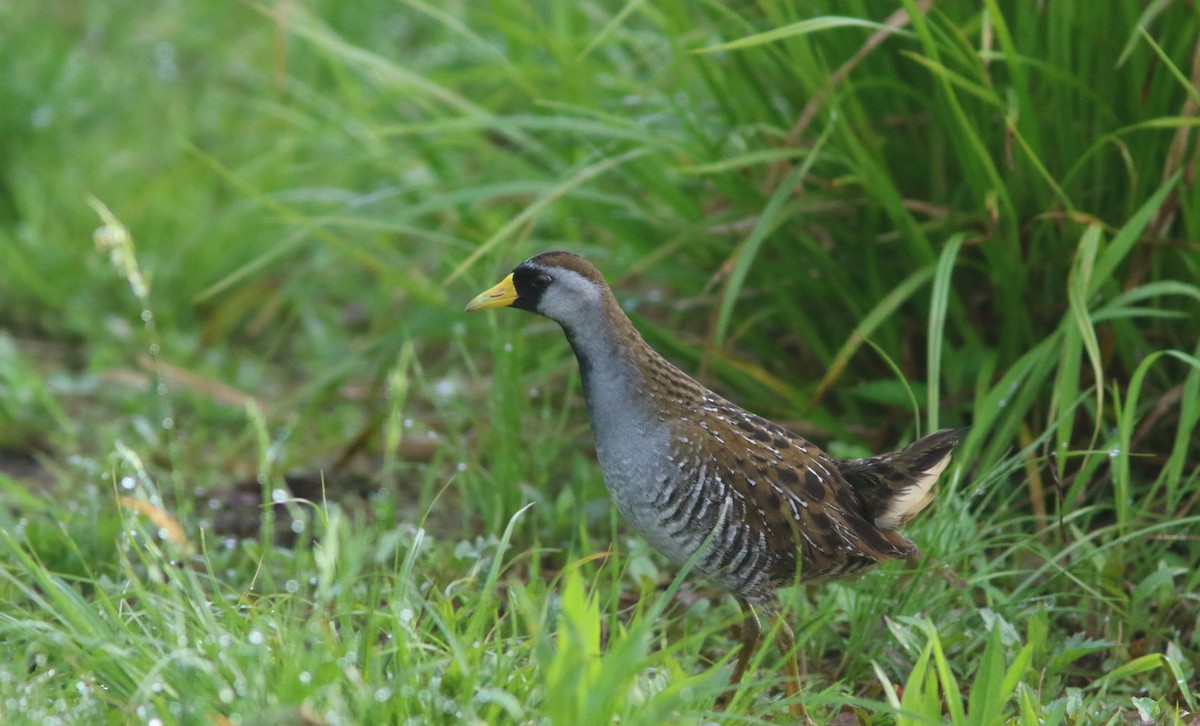 Polluela Sora - ML448873401