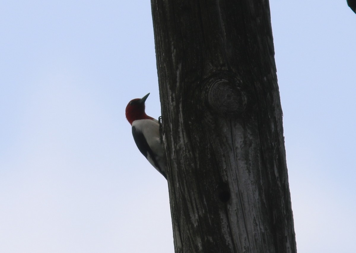 Red-headed Woodpecker - ML448873451
