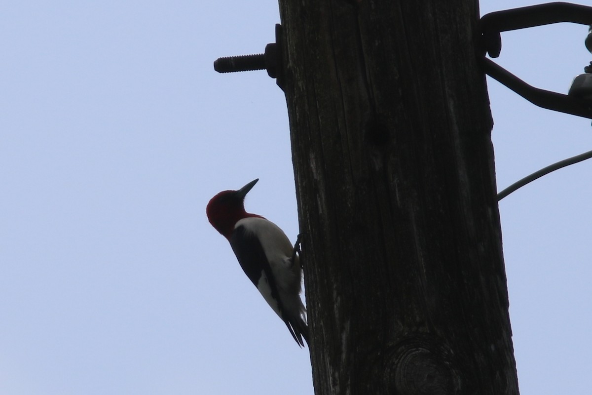 Red-headed Woodpecker - ML448873461