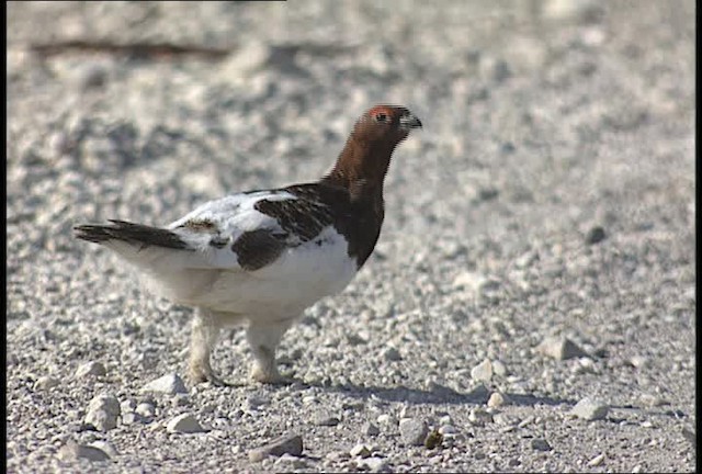 Willow Ptarmigan - ML448876