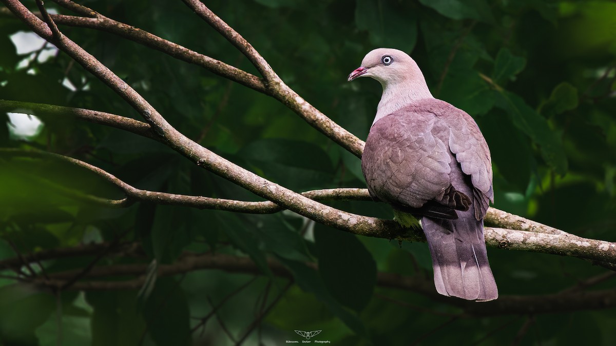 Mountain Imperial-Pigeon - ML448876751