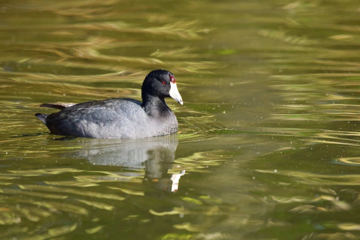 American Coot (Red-shielded) - Silas Powell