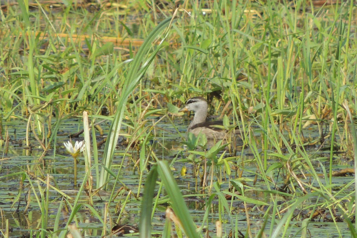 Cotton Pygmy-Goose - ML44887821