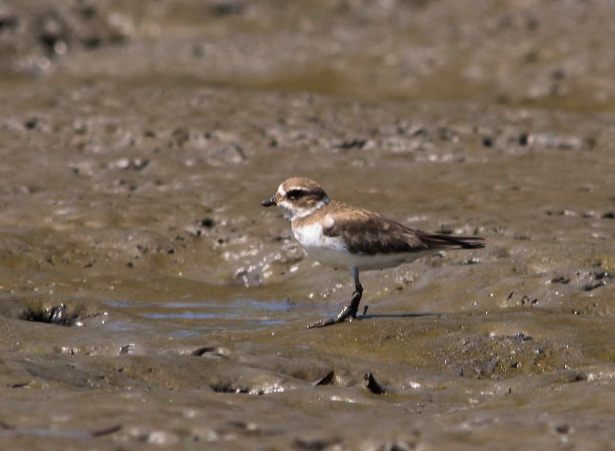 Semipalmated Plover - ML448878361