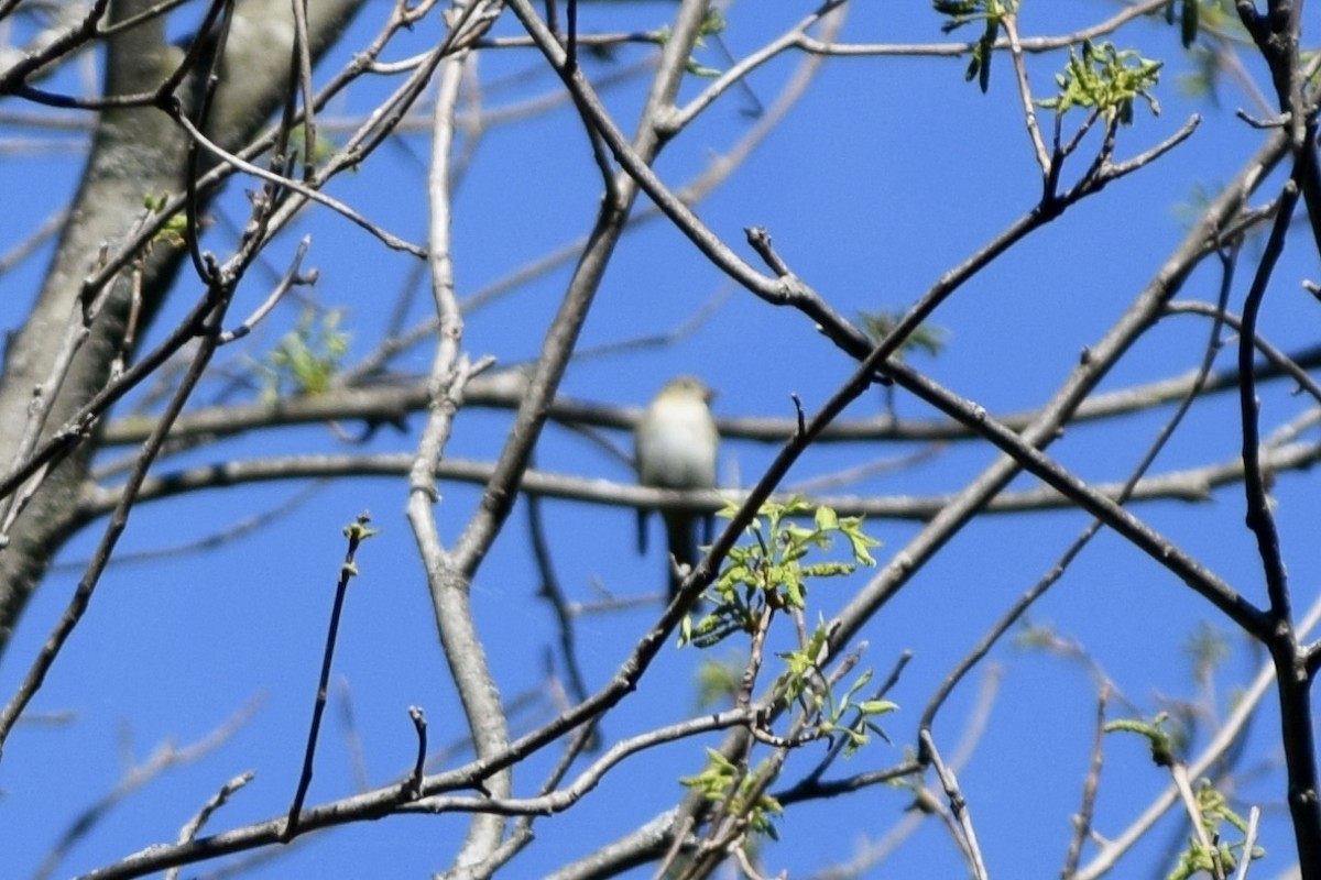 Acadian Flycatcher - ML448878931