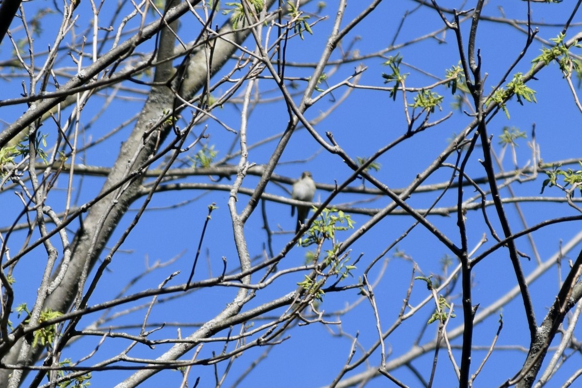 Acadian Flycatcher - ML448878961