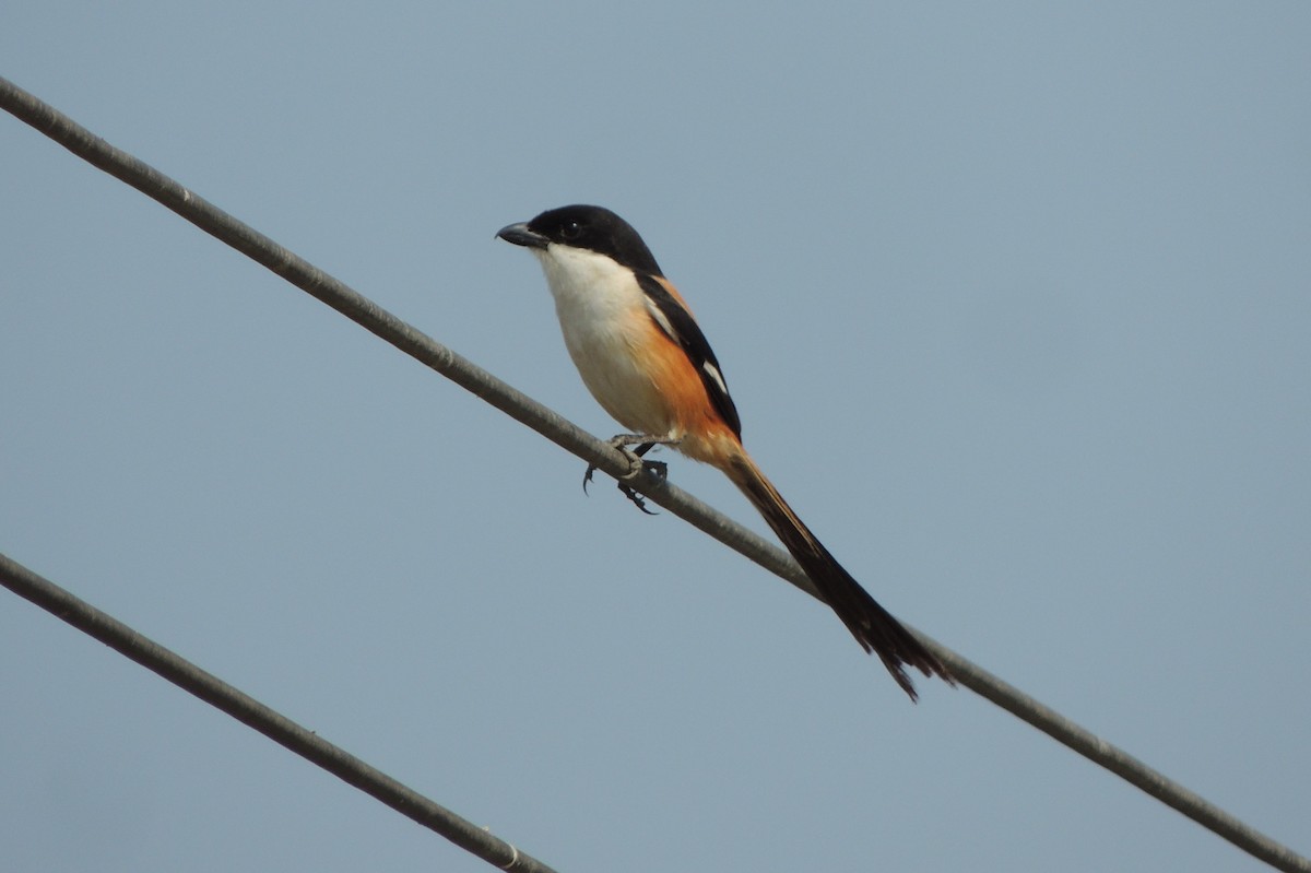 Long-tailed Shrike - ML44887911