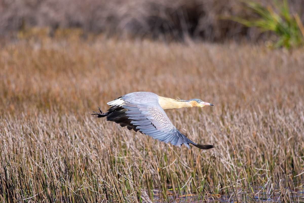 Whistling Heron - ML448879811