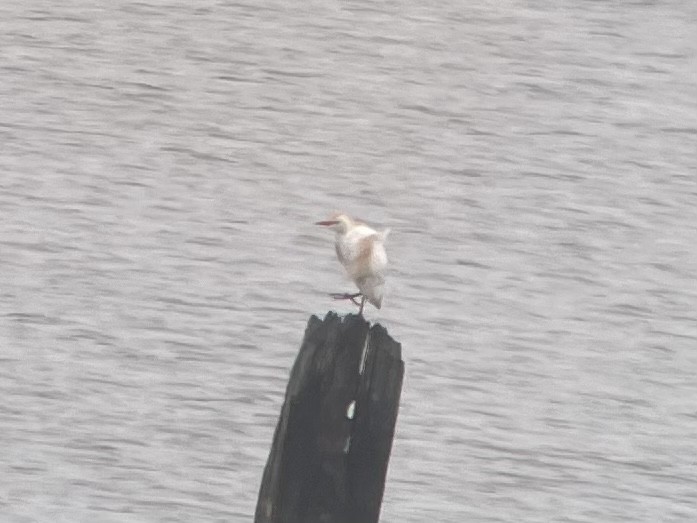 Western Cattle Egret - ML448879841