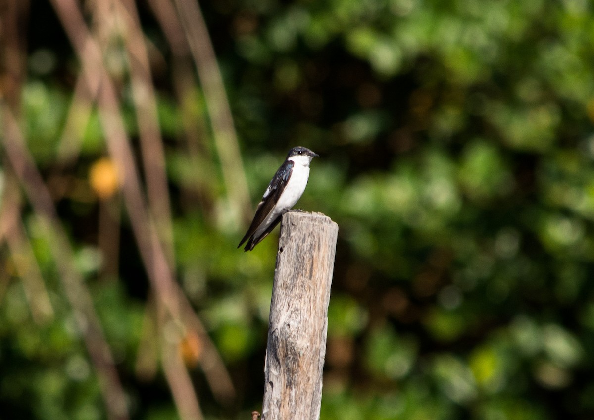 White-winged Swallow - ML448879891