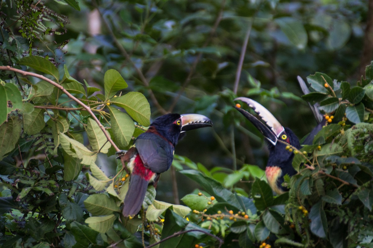 Collared Aracari - ML44888081