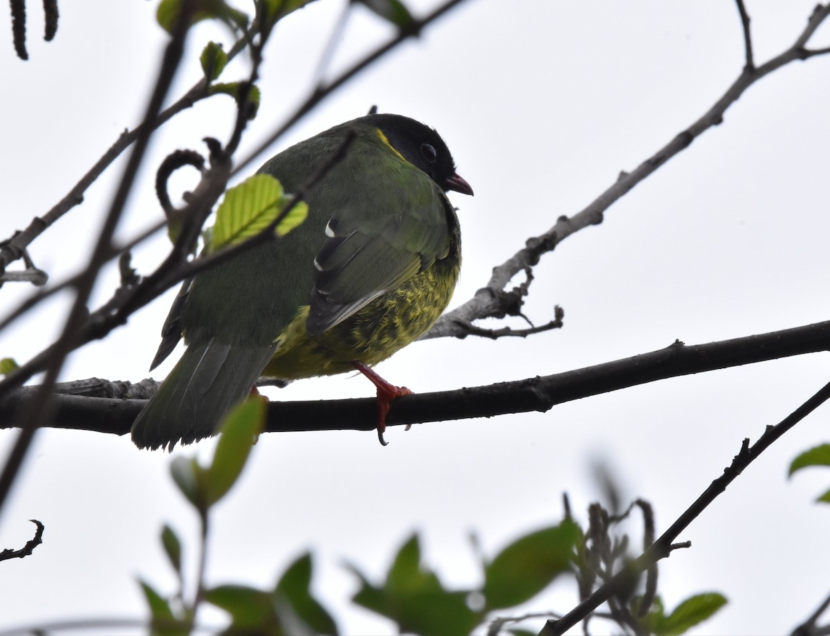 Green-and-black Fruiteater - ML448881521