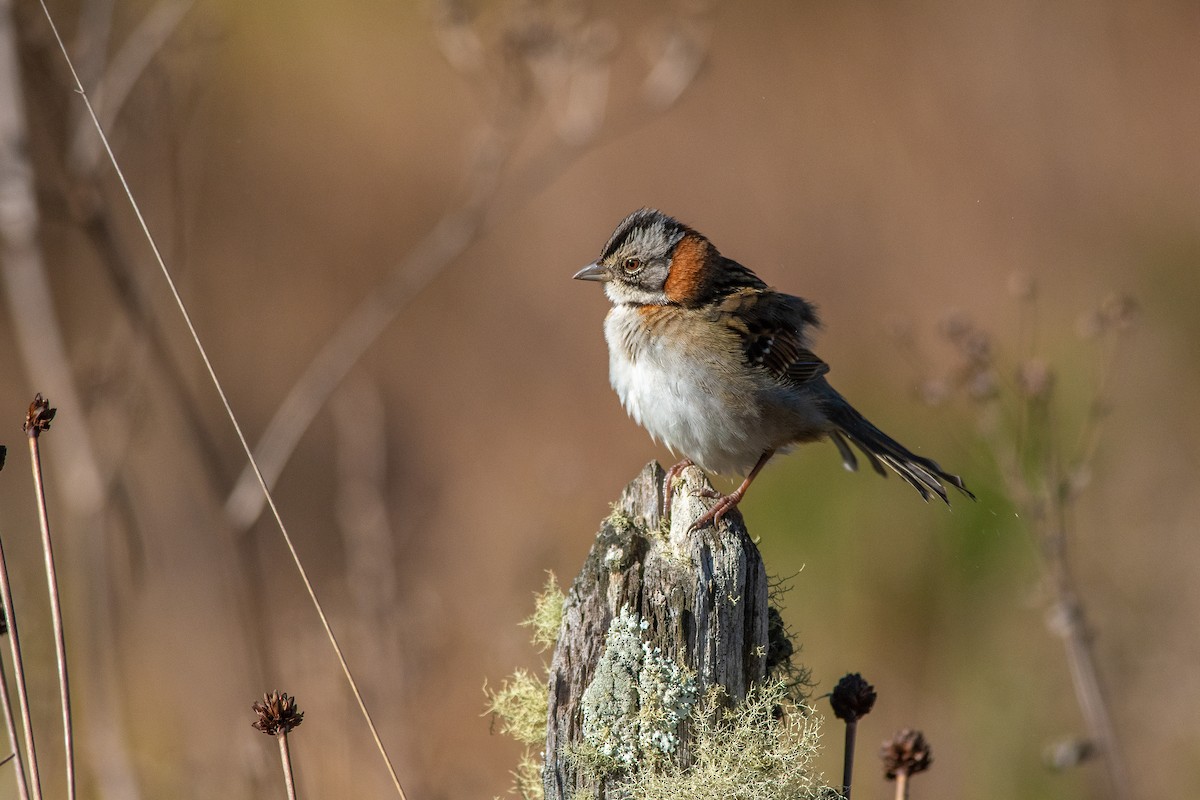 Rufous-collared Sparrow - ML448881741