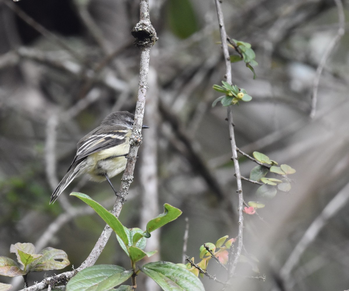 White-throated Tyrannulet - ML448881761