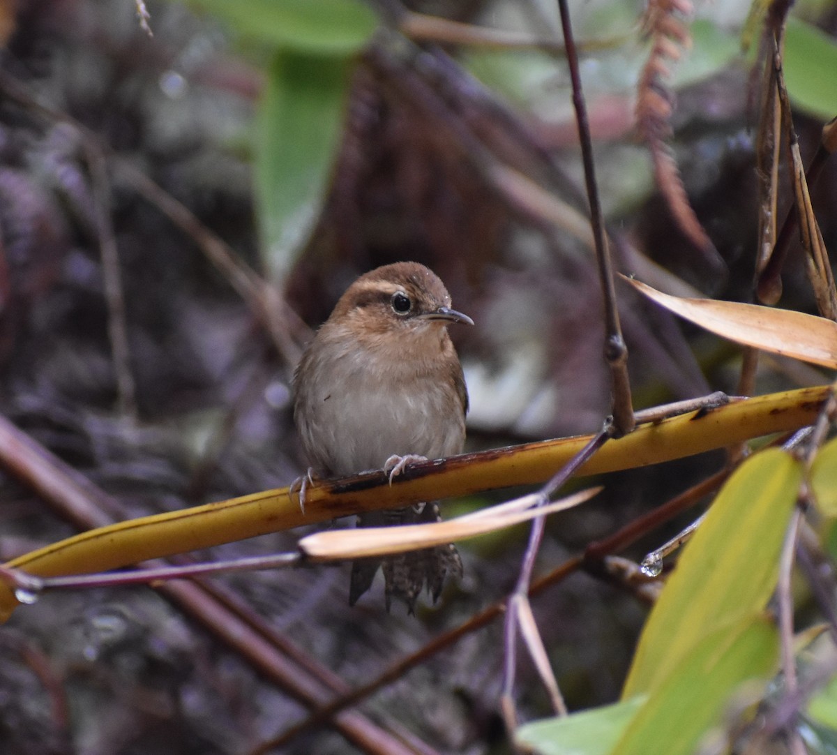 Mountain Wren - ML448882001