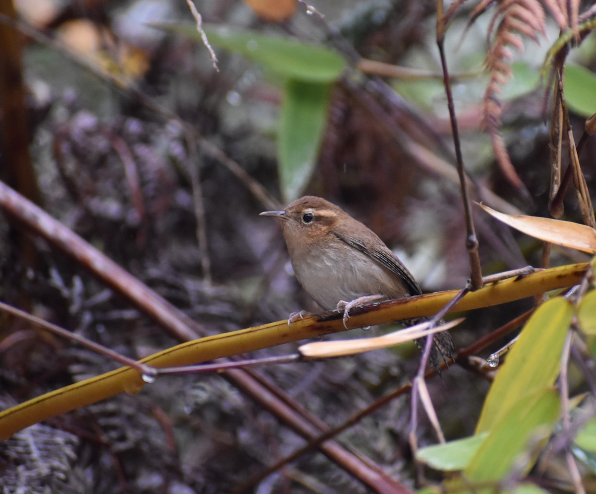 Mountain Wren - ML448882081
