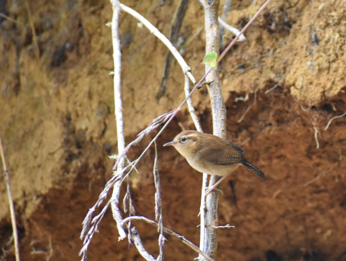 Mountain Wren - ML448882141
