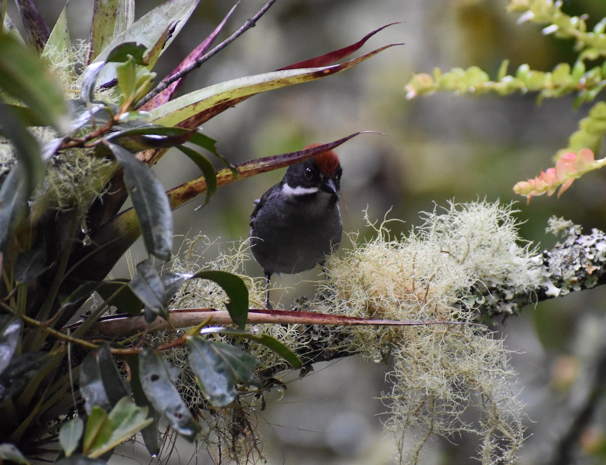 Northern Slaty Brushfinch - ML448883041