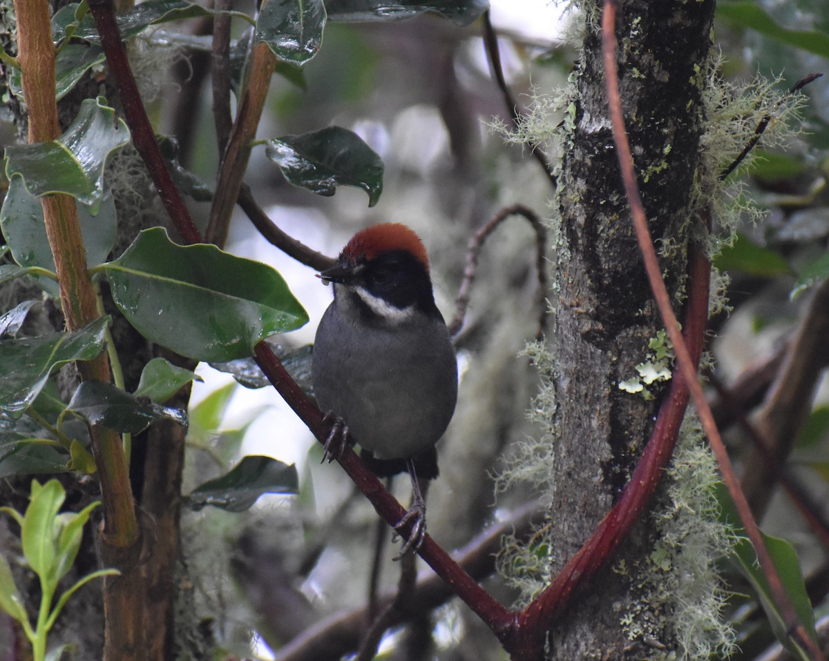 Northern Slaty Brushfinch - ML448883061