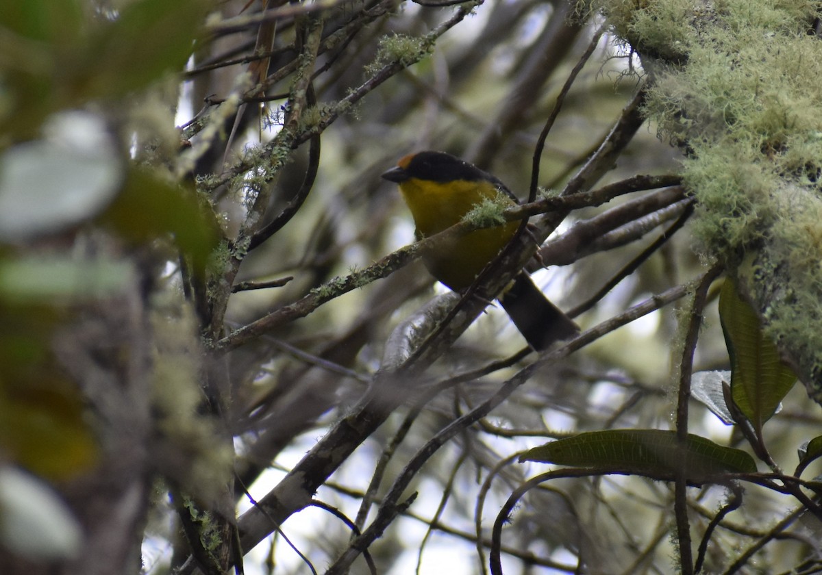 Yellow-breasted Brushfinch - ML448883071